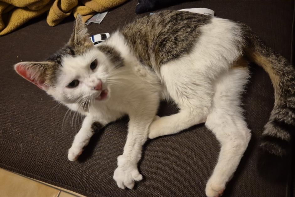 Fundmeldung Katze Weiblich Blonay - Saint-Légier Schweiz