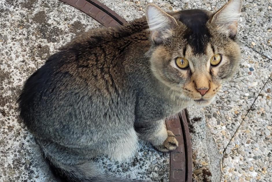Fundmeldung Katze Weiblich Servion Schweiz