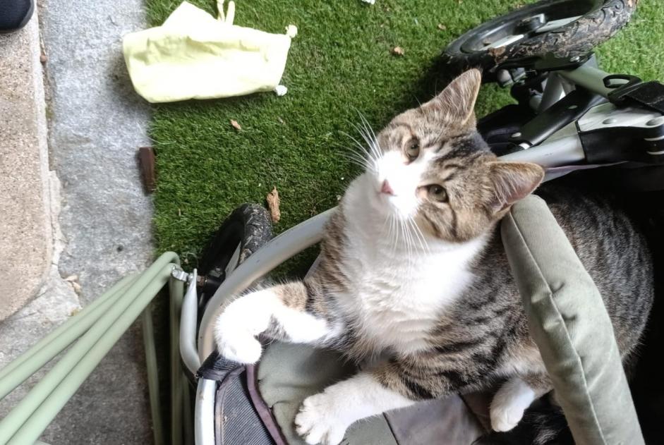 Fundmeldung Katze rassenmischung Unbekannt Pully Schweiz Fundmeldung Katze rassenmischung Unbekannt Pully Schweiz