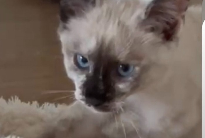 Vermisstmeldung Katze rassenmischung Weiblich , 0 jahre Arbaz Schweiz