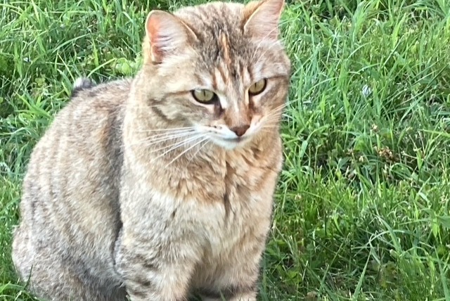 Vermisstmeldung Katze  Weiblich , 8 jahre Paudex Schweiz