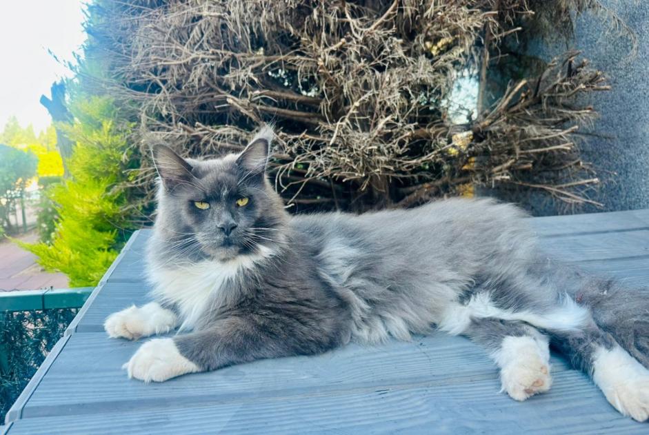 Vermisstmeldung Katze Männliche , 3 jahre Valbroye Schweiz Vermisstmeldung Katze Männliche , 3 jahre Valbroye Schweiz
