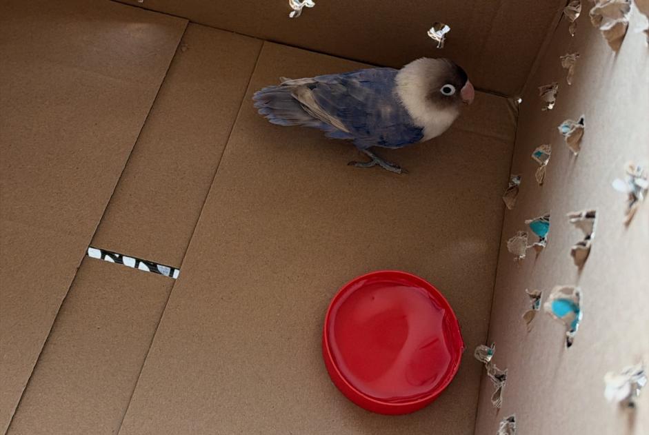 Discovery alert Bird Unknown Neuchâtel Switzerland