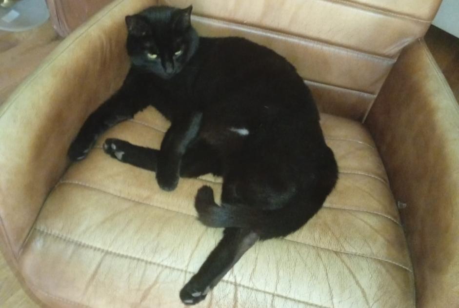 Disappearance alert Cat  Female , 5 years Delémont Switzerland