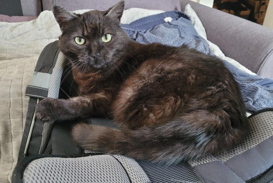 Disappearance alert Cat Female , 15 years Sierre Switzerland Disappearance alert Cat Female , 15 years Sierre Switzerland