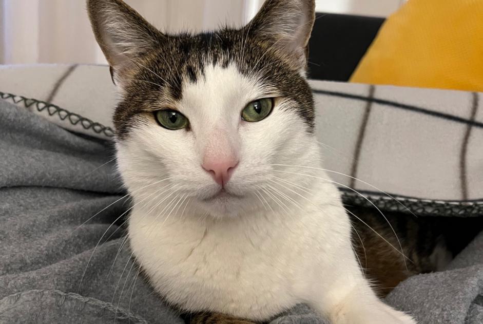 Disappearance alert Cat Male , 13 years Lausanne Switzerland