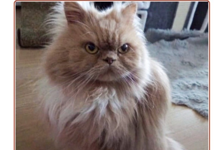 Alerta de Desaparición Gato Macho , 11 años Corsier Suiza Alerta de Desaparición Gato Macho , 11 años Corsier Suiza
