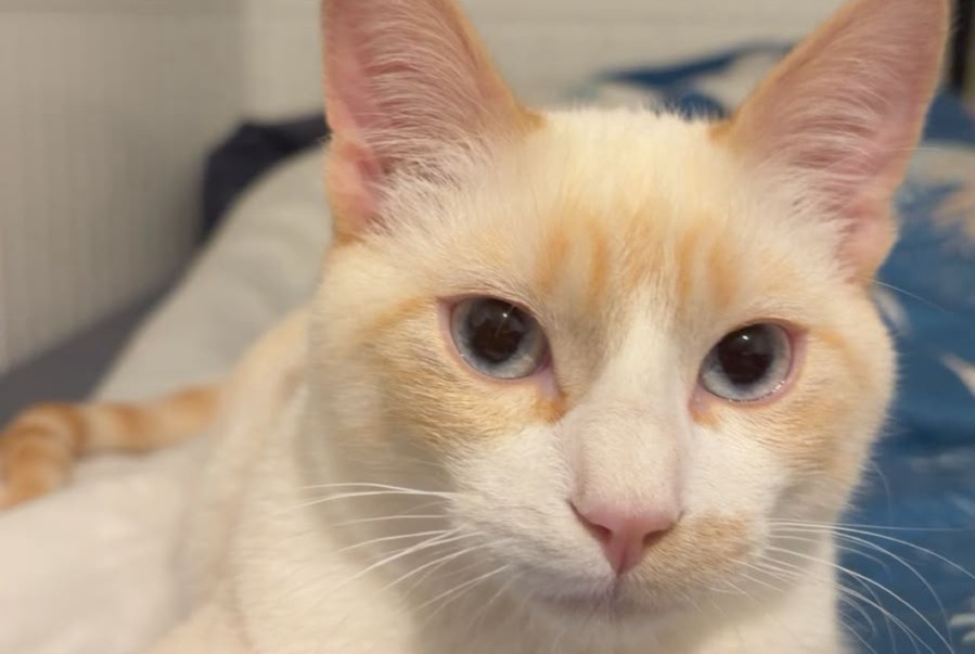 Alerta de Desaparición Gato Macho , 1 años Meyrin Suiza Alerta de Desaparición Gato Macho , 1 años Meyrin Suiza