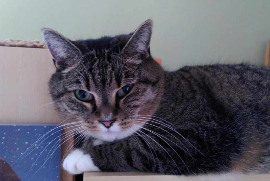 Alerta de Desaparición Gato cruce Macho , 13 años Orbe Suiza