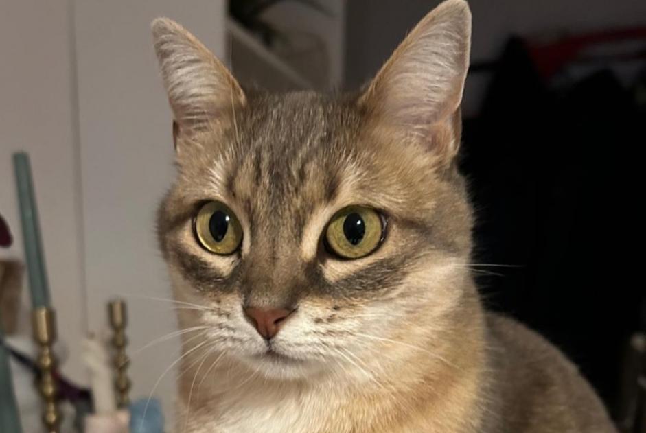 Alerta de Desaparición Gato cruce Hembra , 7 años Lausanne Suiza Alerta de Desaparición Gato cruce Hembra , 7 años Lausanne Suiza