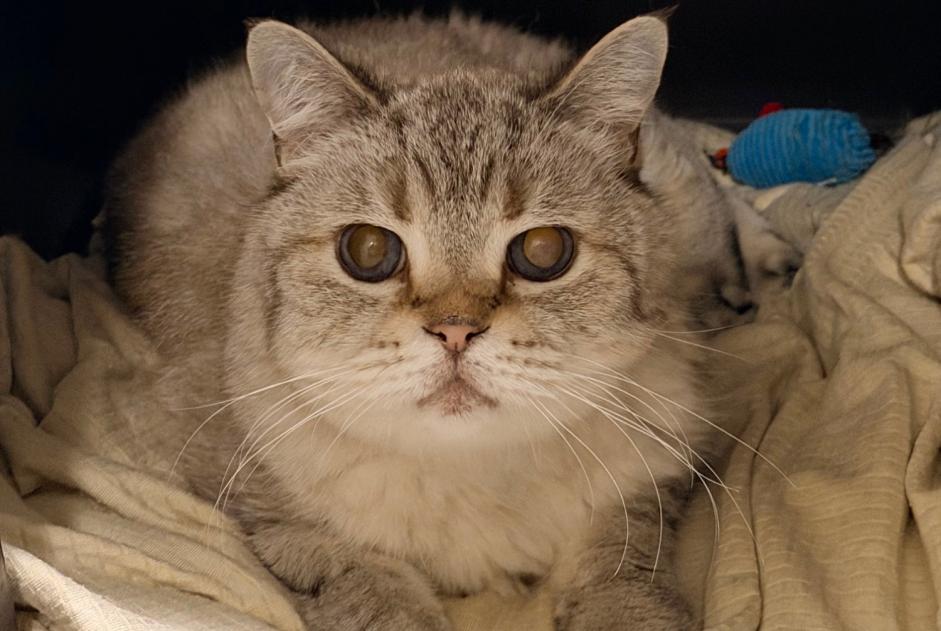 Alerta de Hallazgo Gato Desconocido Etoy Suiza Alerta de Hallazgo Gato Desconocido Etoy Suiza