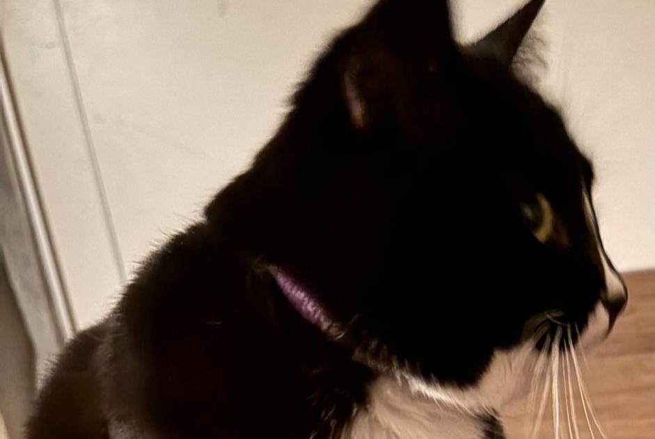 Alerte Disparition Chat Femelle , 3 ans La Chaux-de-Fonds Suisse Alerte Disparition Chat Femelle , 3 ans La Chaux-de-Fonds Suisse