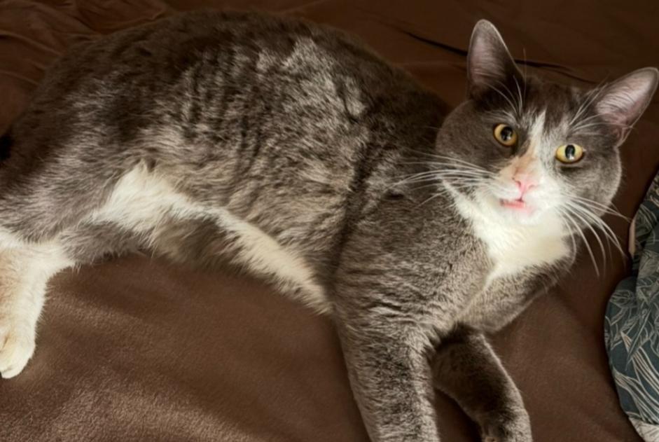 Alerte Disparition Chat croisement Mâle , 34 ans Monthey Suisse Alerte Disparition Chat croisement Mâle , 34 ans Monthey Suisse