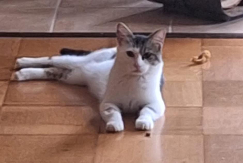 Alerte Disparition Chat Mâle , 2 ans Froideville Suisse Alerte Disparition Chat Mâle , 2 ans Froideville Suisse