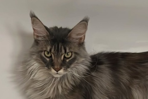 Alerte Disparition Chat Femelle , 2 ans Lutry Suisse Alerte Disparition Chat Femelle , 2 ans Lutry Suisse
