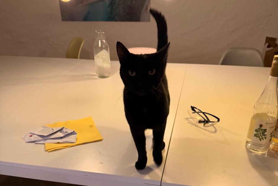 Alerte Disparition Chat Femelle , 2 ans Lutry Suisse Alerte Disparition Chat Femelle , 2 ans Lutry Suisse