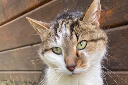 Alerte Découverte Chat Inconnu Le Landeron Suisse Alerte Découverte Chat Inconnu Le Landeron Suisse