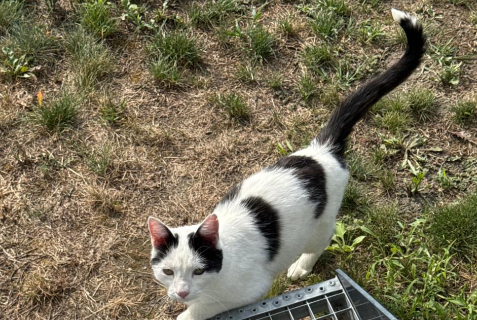 Alerte Découverte Chat Femelle Fully Suisse Alerte Découverte Chat Femelle Fully Suisse