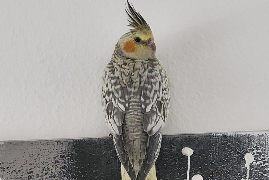 Alerte Disparition Oiseau Femelle , 2026 ans Lausanne Suisse Alerte Disparition Oiseau Femelle , 2026 ans Lausanne Suisse