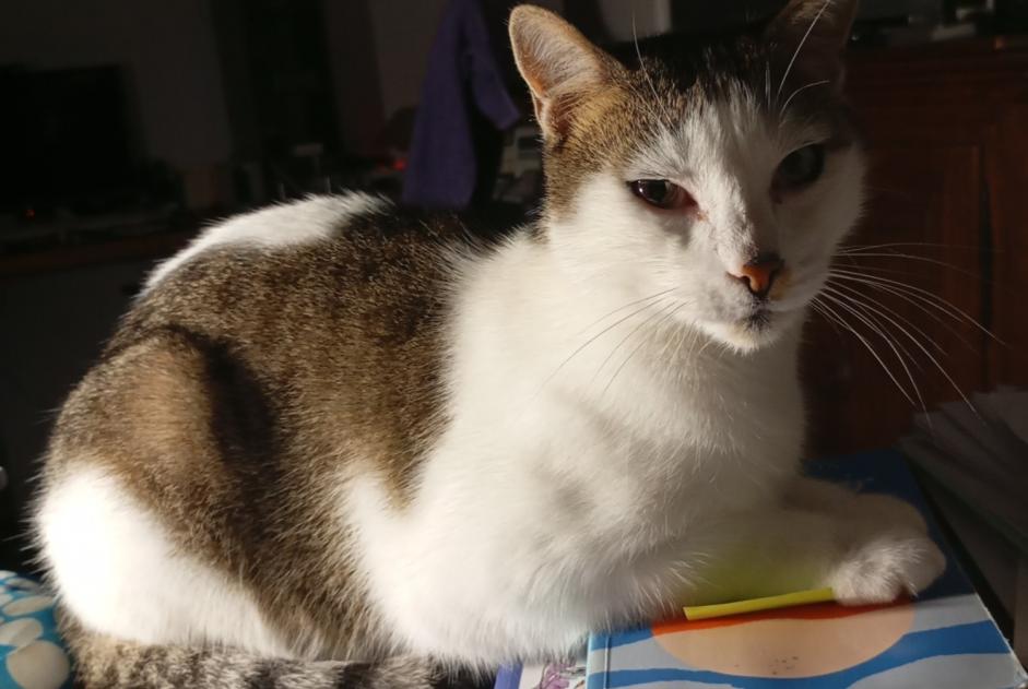 Avviso scomparsa Gatto Maschio , 8 anni Villaz Svizzera