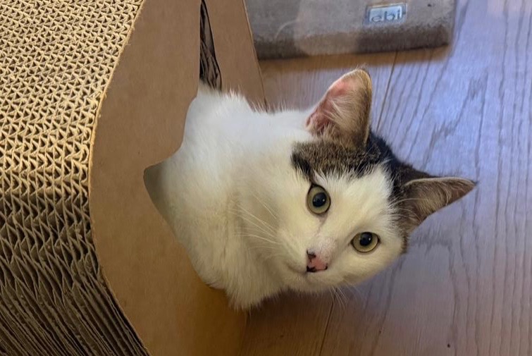 Avviso scomparsa Gatto Maschio , 1 anni Choulex Svizzera Avviso scomparsa Gatto Maschio , 1 anni Choulex Svizzera