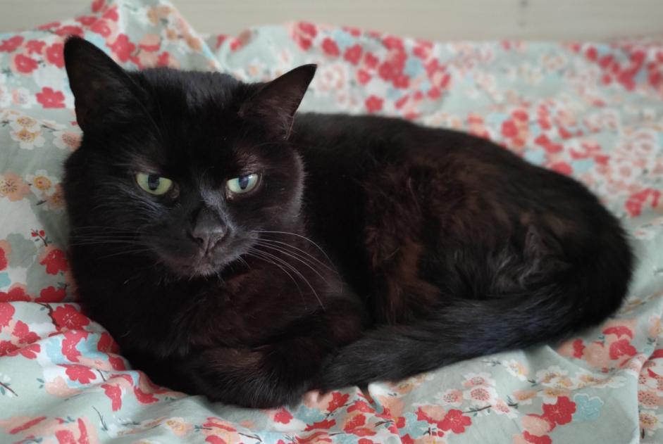 Avviso scomparsa Gatto Femmina , 15 anni Confignon Svizzera Avviso scomparsa Gatto Femmina , 15 anni Confignon Svizzera