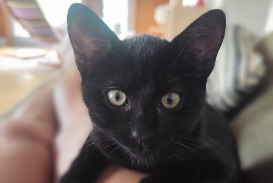 Avviso scomparsa Gatto Femmina , 0 anni Val de Bagnes Svizzera