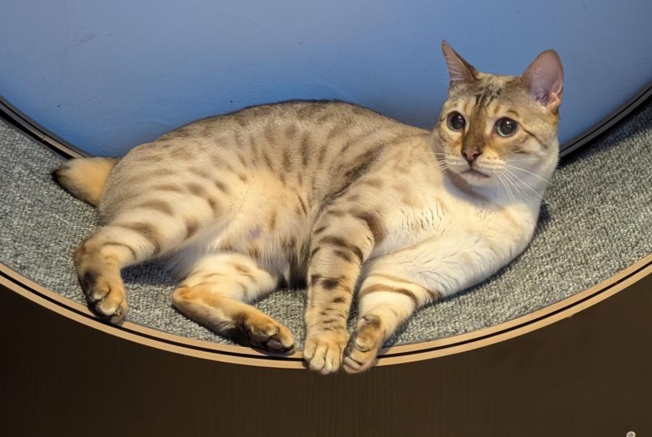 Avviso scomparsa Gatto Maschio , 3 anni Romainmôtier-Envy Svizzera Avviso scomparsa Gatto Maschio , 3 anni Romainmôtier-Envy Svizzera