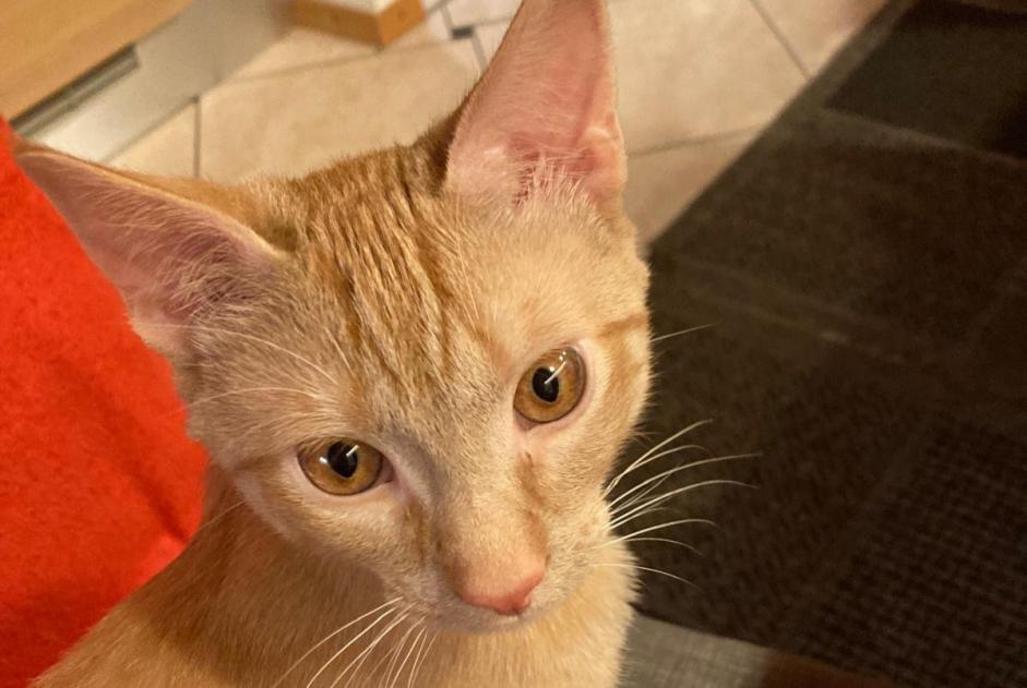 Avviso scomparsa Gatto Maschio , 1 anni Vucherens Svizzera