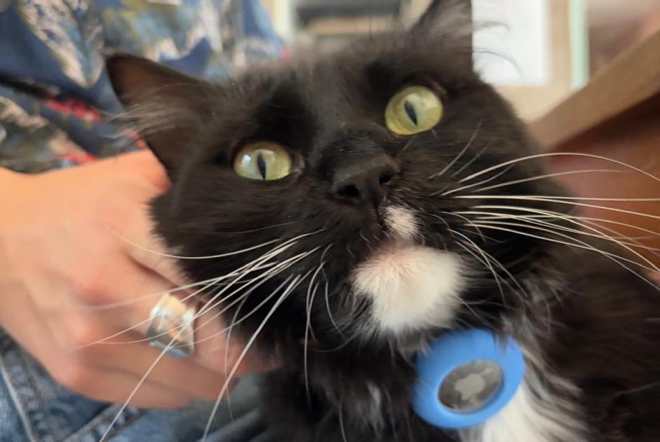 Avviso scomparsa Gatto Femmina , 4 anni Gimel Svizzera Avviso scomparsa Gatto Femmina , 4 anni Gimel Svizzera