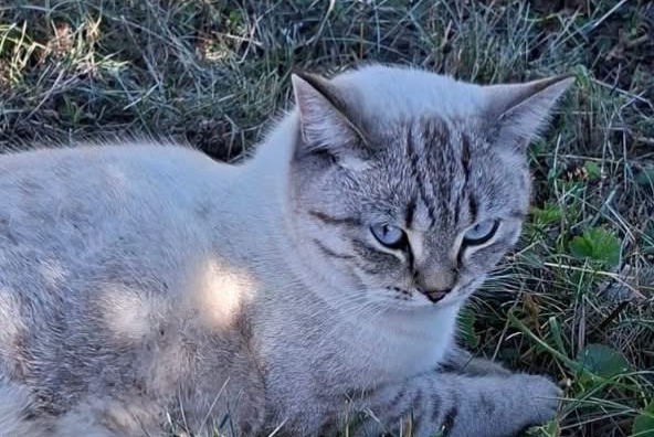 Avviso Ritrovamento Gatto Femmina , 2 anni Rossemaison Svizzera