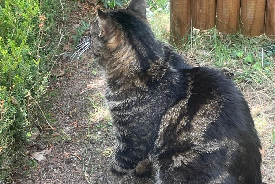 Avviso Ritrovamento Gatto Maschio Noble-Contrée Svizzera Avviso Ritrovamento Gatto Maschio Noble-Contrée Svizzera