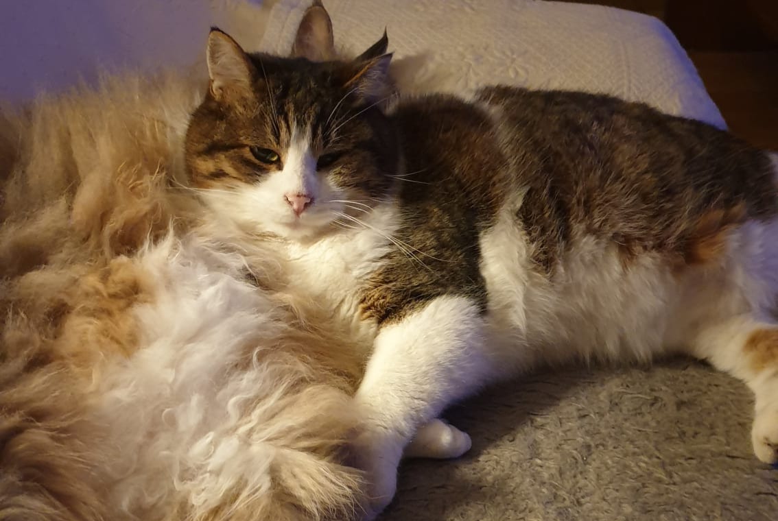 Alerta desaparecimento Gato Macho , 7 anos Monthey Switzerland Alerta desaparecimento Gato Macho , 7 anos Monthey Switzerland