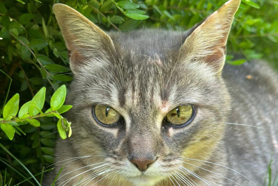Alerta desaparecimento Gato Macho , 9 anos Villars-Epeney Switzerland Alerta desaparecimento Gato Macho , 9 anos Villars-Epeney Switzerland
