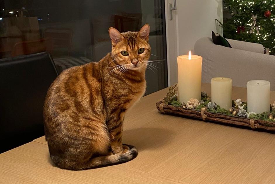 Alerta desaparecimento Gato  Macho , 6 anos Pully Switzerland
