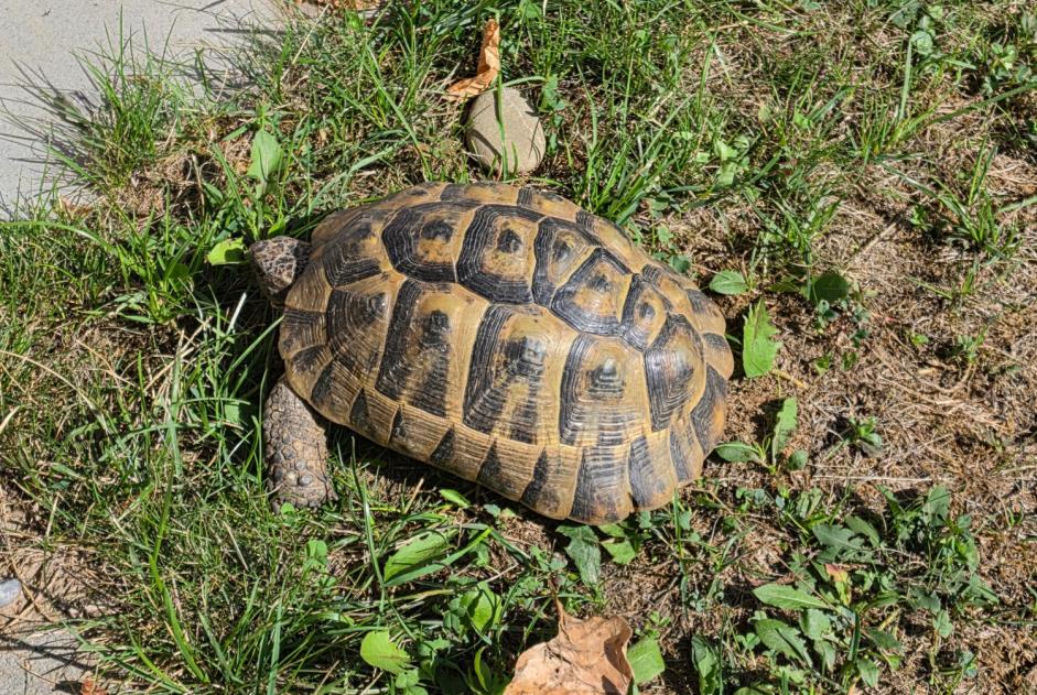 Alerta descoberta Tartaruga Desconhecido Matran Switzerland Alerta descoberta Tartaruga Desconhecido Matran Switzerland